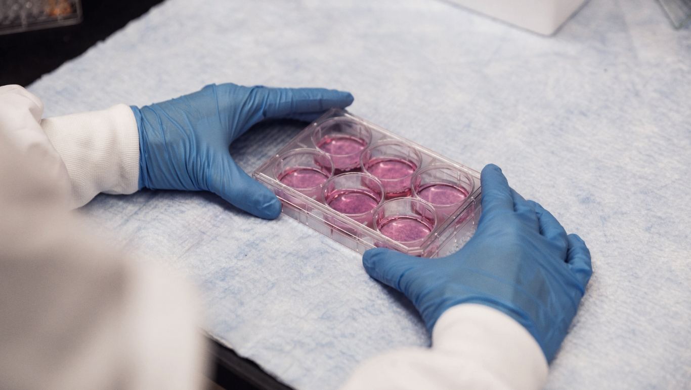 Gloved hands holding a cell-culture plate in a laboratory
